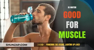 Hydration and Muscle Health: The Essential Connection