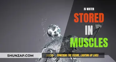 How Muscles Store Water: Understanding Hydration