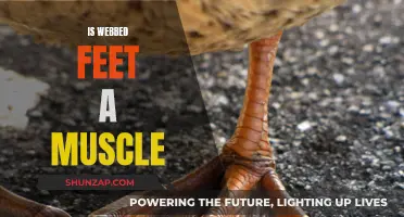 Webbed Feet: A Muscle or Just Connective Tissue?