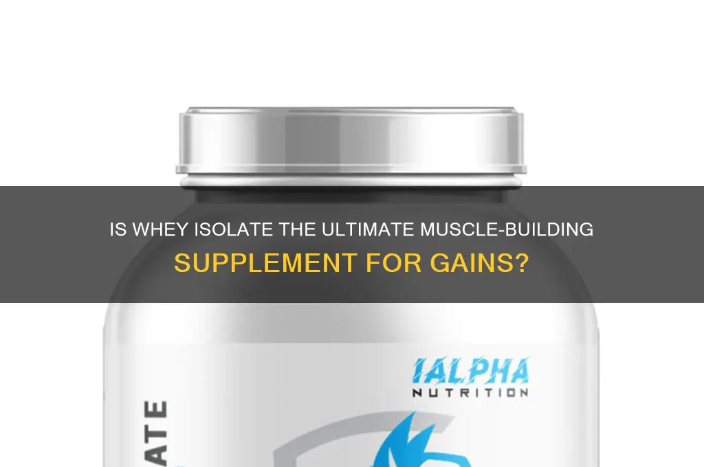 is whey isolate good for muscle gain