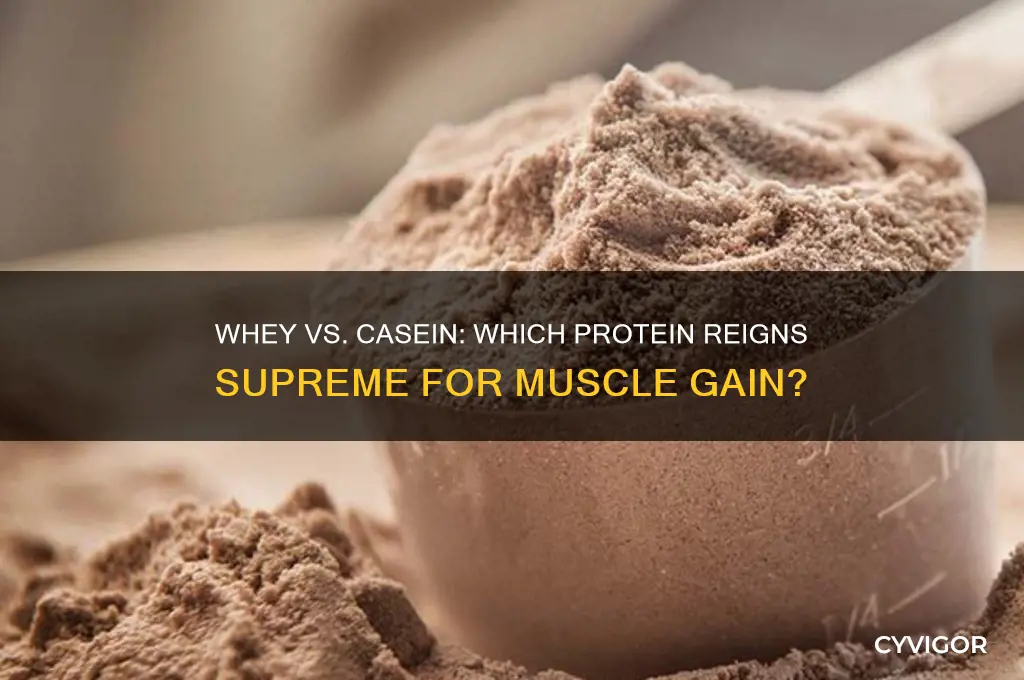 is whey or casein better for muscle gain