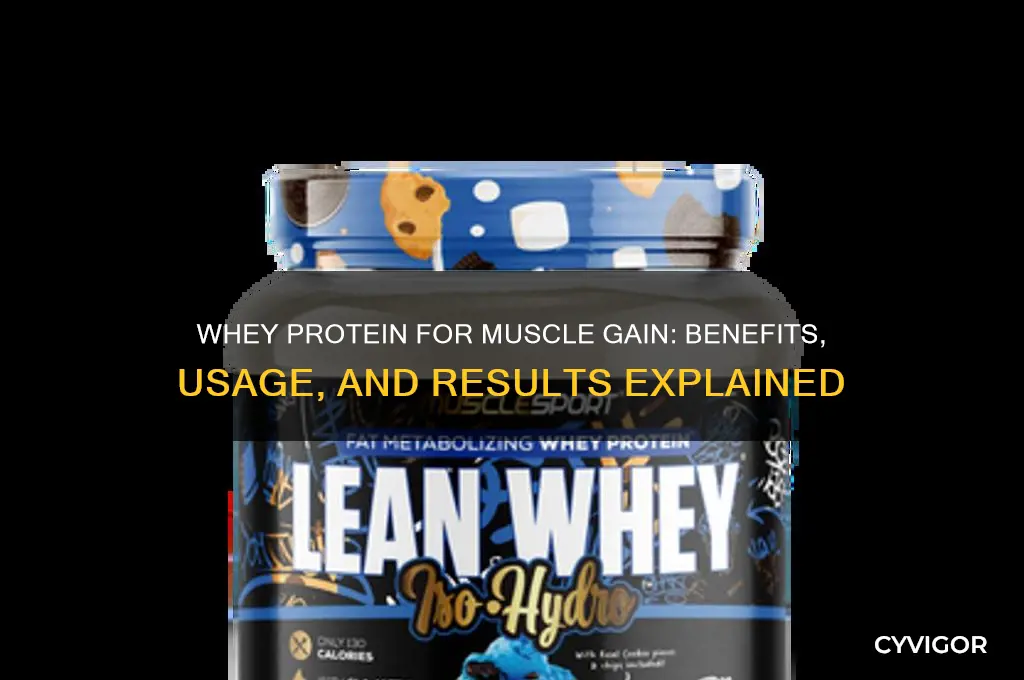 is whey protein fro muscle gain