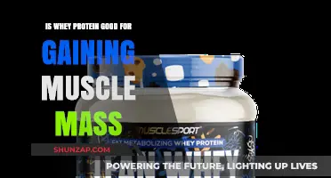 Is Whey Protein Effective for Building Muscle Mass? Find Out