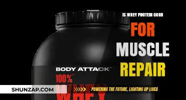 Whey Protein: The Ultimate Muscle Repair Supplement?