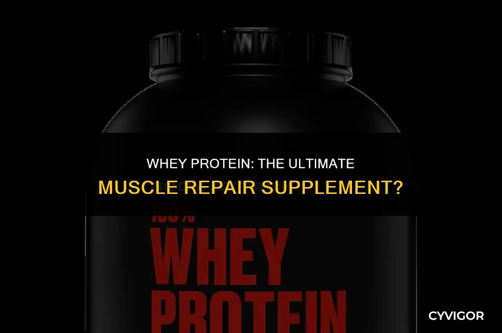 is whey protein good for muscle repair