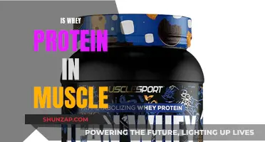 Whey Protein: Building Muscle Blocks