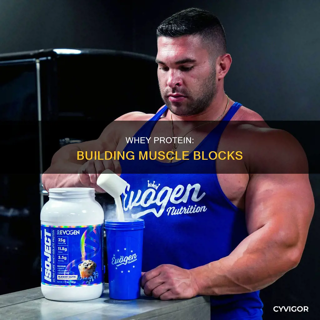 is whey protein in muscle