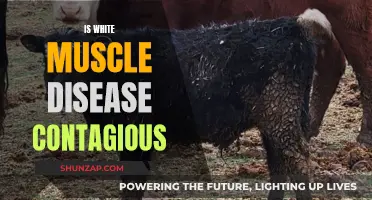 Understanding White Muscle Disease: Is It Contagious?