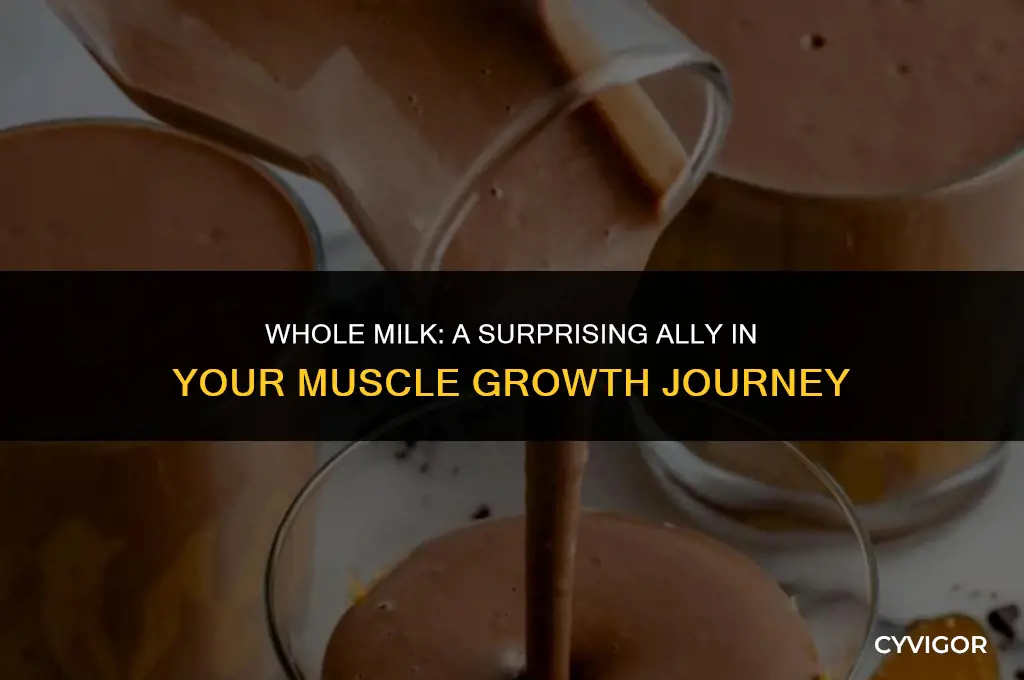 is whole milk good for muscle growth