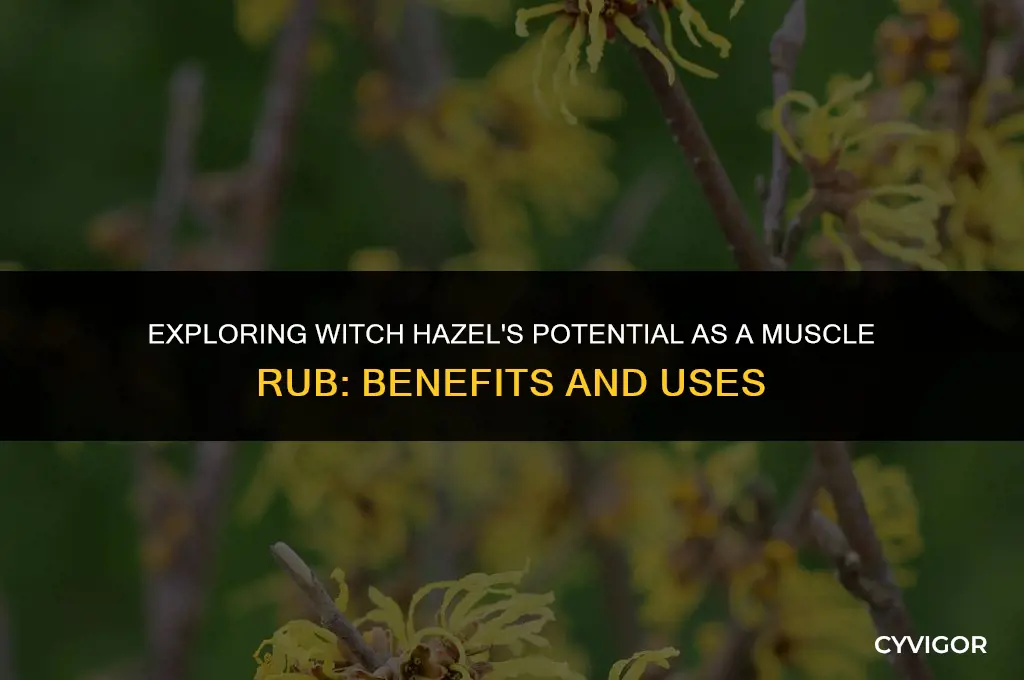 is witch hazel a good muscle rub