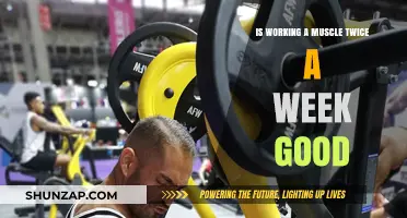 Is Training a Muscle Twice Weekly Optimal for Growth and Recovery?