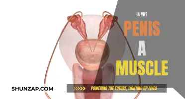 The Penis: Muscle or Not?