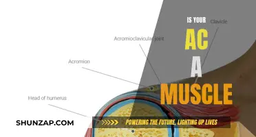 The Strength of AC: Muscle or Mind?