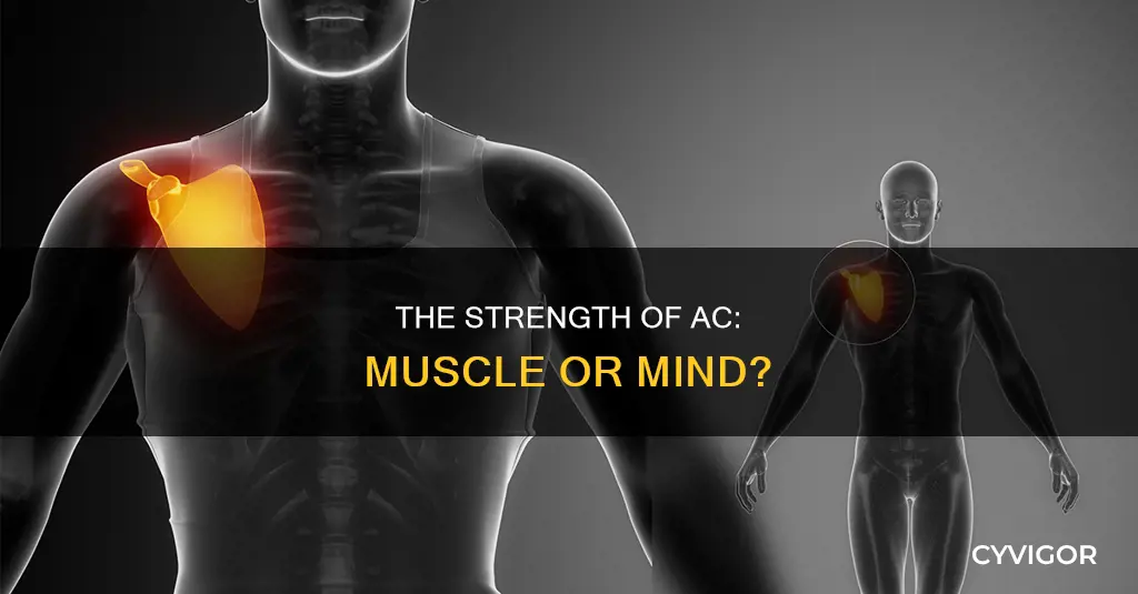 is your ac a muscle