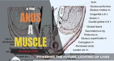 The Anus: A Muscle or Not?