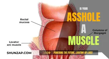 What Controls Your Anus: Muscle or Brain?