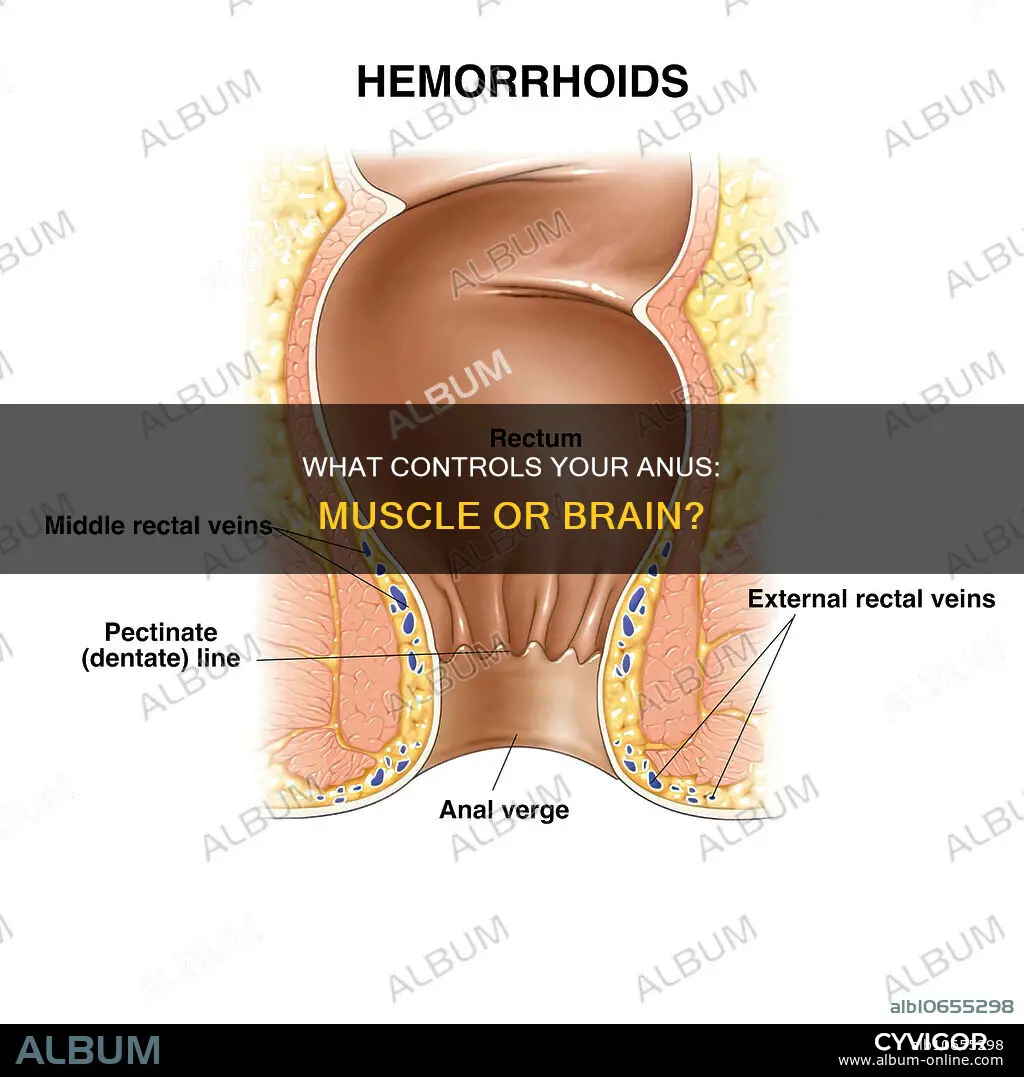 is your asshole a muscle