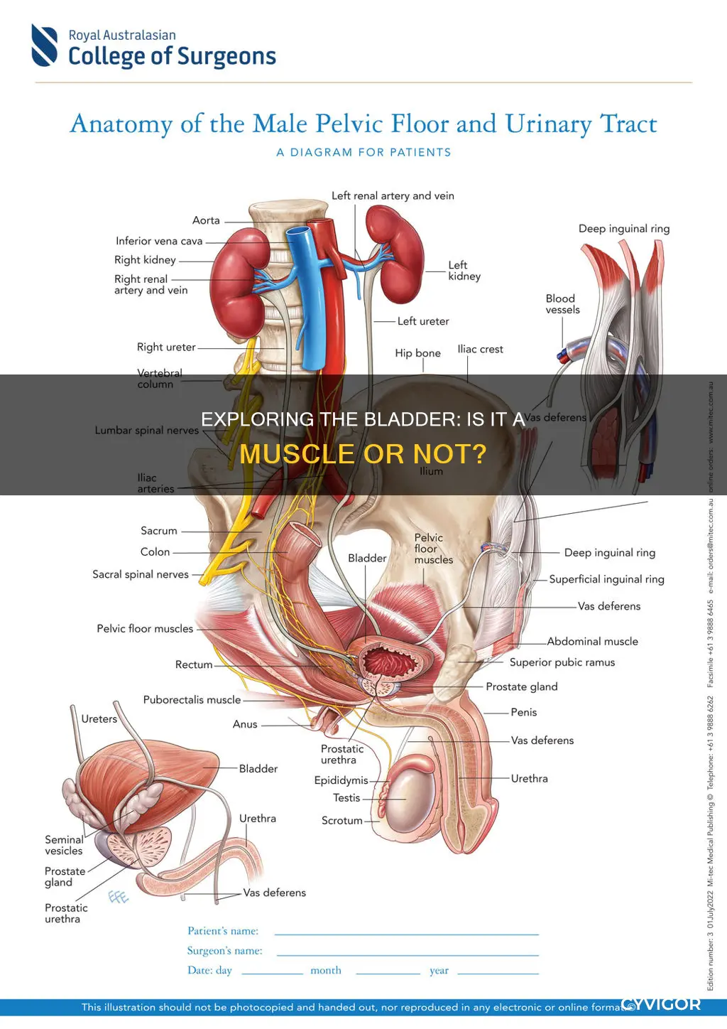 is your bladder a muscle