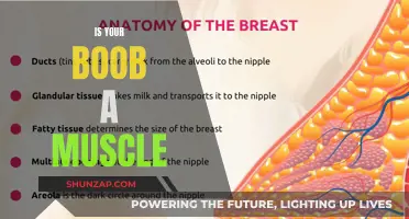 What Are Breasts Made Of? Muscle or Something Else?
