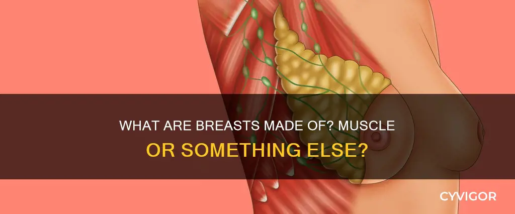 is your boob a muscle