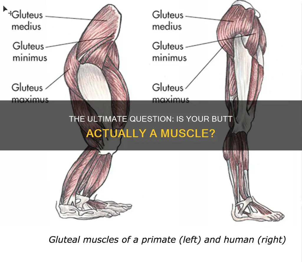 is your butt a muscle