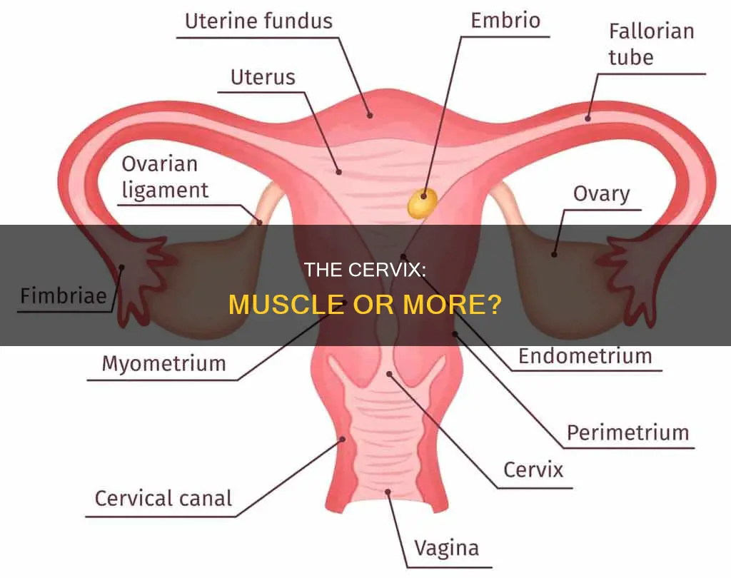 is your cervix a muscle