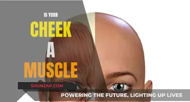 Cheek Muscles: Fact or Fiction?