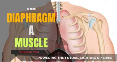 What's Your Diaphragm? Exploring Its Muscular Nature