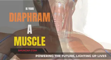 Unlocking the Diaphragm: A Muscle Mystery Solved