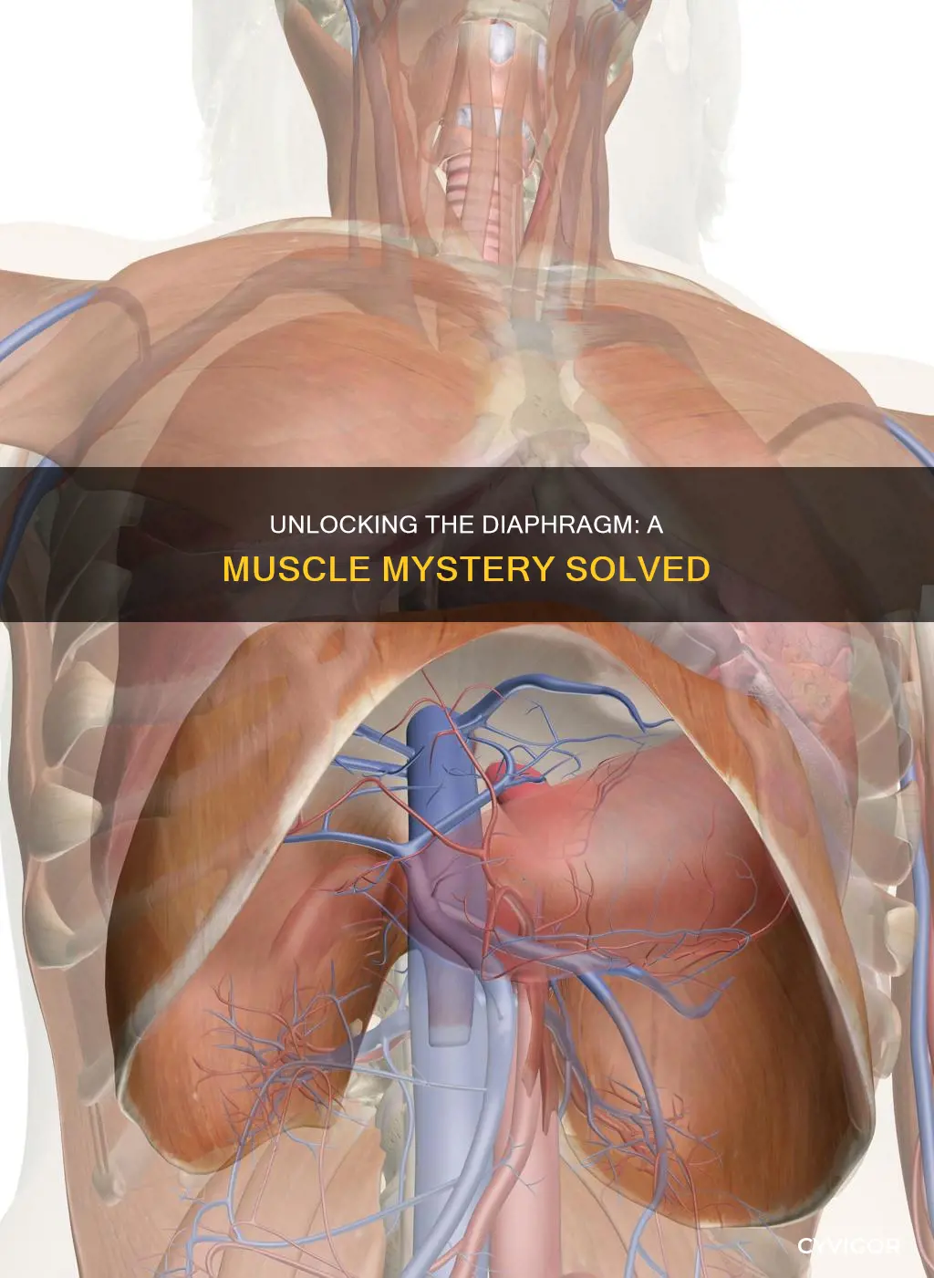 is your diaphram a muscle