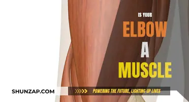 What's in an Elbow? Exploring Beyond the Muscle