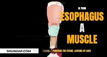 Esophagus: A Muscular Tube's Important Role in Digestion