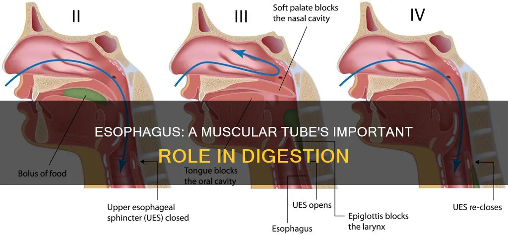 is your esophagus a muscle