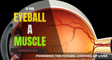 The Eye Muscle Mystery: Unraveling the Eyeball's True Nature