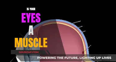 Understanding the Eye: Are They Muscles or Not?