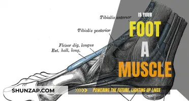 Foot Anatomy: Muscle or Not?