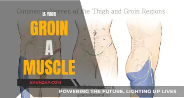 Groin Anatomy: Exploring the Complex Region of Muscles and More