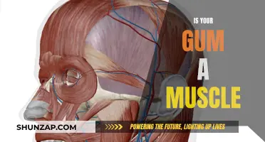 Chewing on This: Is Gum a Muscle?