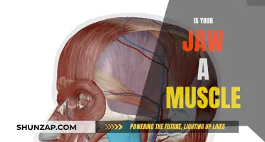 Unlocking Jaw Mystery: Muscle or Not?