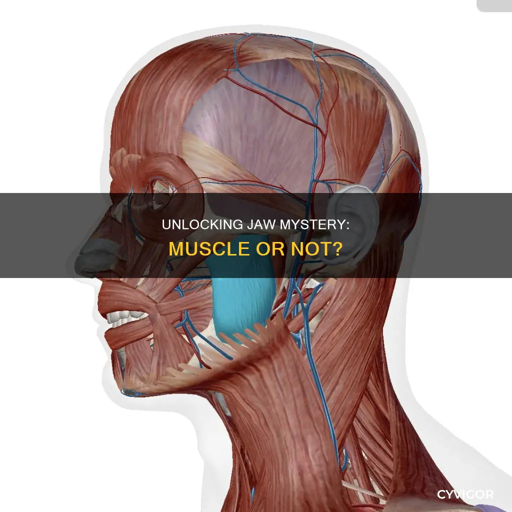 is your jaw a muscle