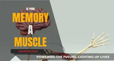 Memory Muscle: Fact or Fiction?