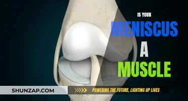 Meniscus and Muscles: What's the Connection?