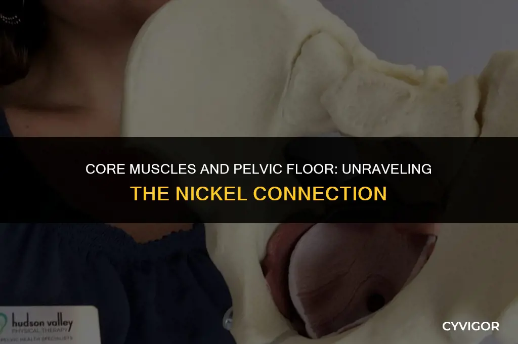 is your pelvic floor nickel affected by your core muscles