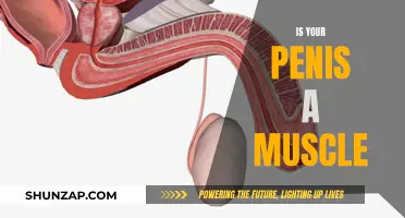What's Your Penis: Muscle or Not?