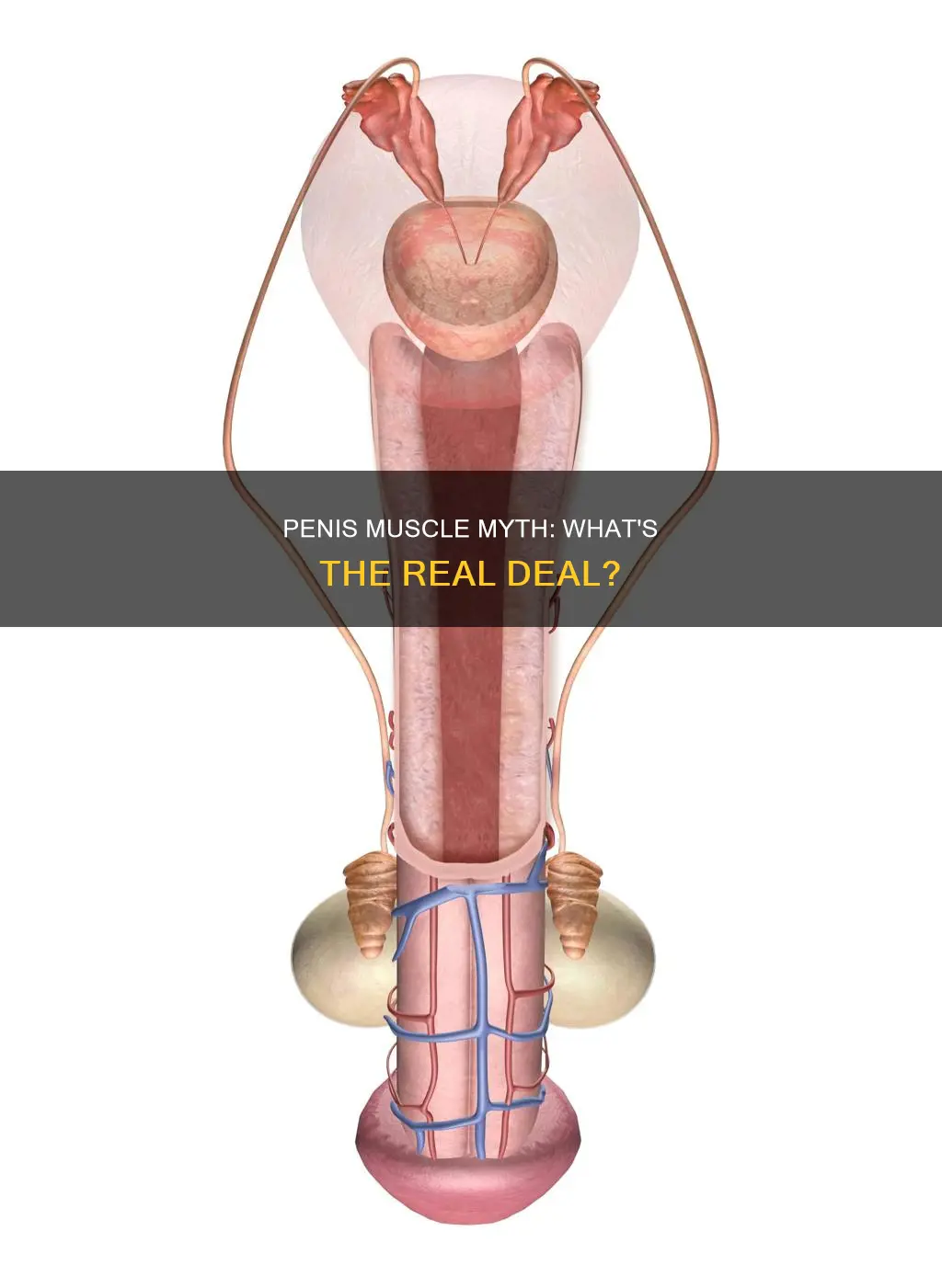 is your penis muscle