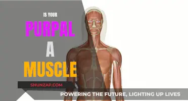 Understanding Muscle Purpose: Unlocking Your Body's Potential