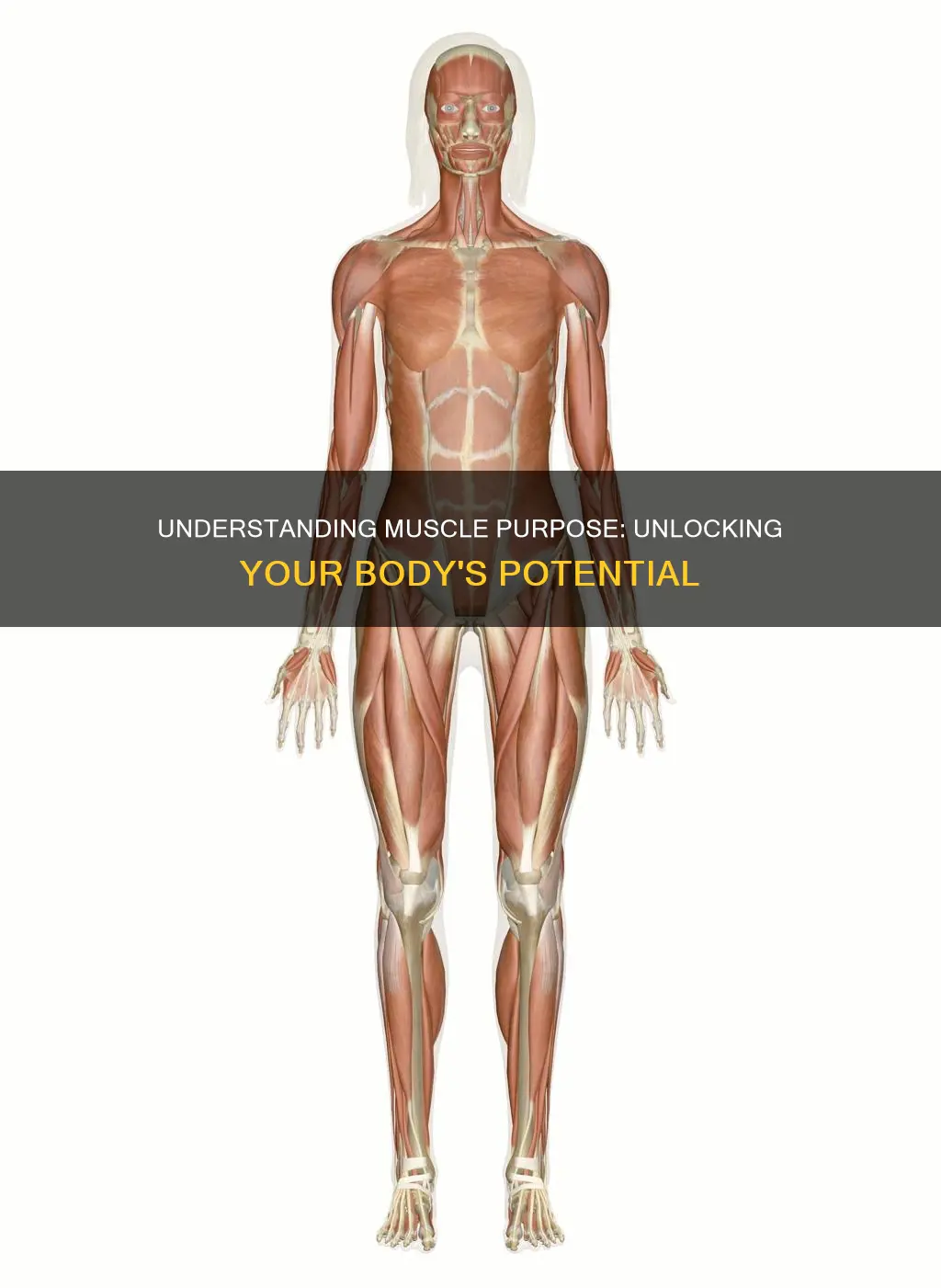 is your purpal a muscle