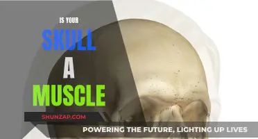 The Skull: Muscle or Bone?