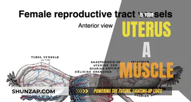 Uterus Muscle Mystery: What's the Science Behind It?