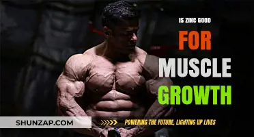 Unlocking Muscle Growth: The Surprising Benefits of Zinc